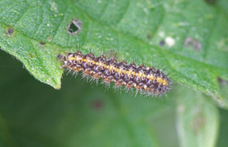 Euplagia quadripunctaria - Raupe